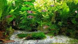 aquarium-von-odin-68-mein-kleines-asien-becken_