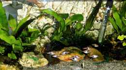 aquarium-von-odin-68-mein-kleines-asien-becken_Stand - 28. Februar - 2021