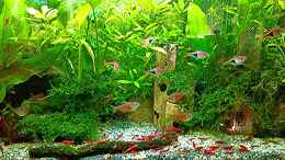 aquarium-von-odin-68-mein-kleines-asien-becken_