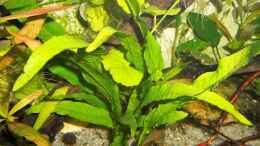 aquarium-von-odin-68-mein-kleines-asien-becken_