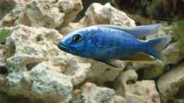 aquarium-von-martin-kuehne-becken-4058_Scieanochromis Fryeri 