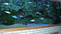 aquarium-von-wolfgang-schlader-becken-406_Einrichtung 3150L