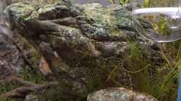 aquarium-von-julia-s--restriction-and-liberty_24.05.2020 - Limnophila hippuridoides 