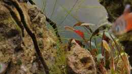 aquarium-von-julia-s--restriction-and-liberty_23.5.2020 - Cryptocoryne