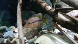 aquarium-von-aqua-fan-flooded-forest_24.1.22