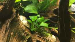 aquarium-von-harald-kaestner-kleine-geroellhalde_Anubias barteri var. nana