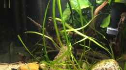 aquarium-von-harald-kaestner-kleine-geroellhalde_Vallisneria americana