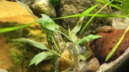 aquarium-von-harald-kaestner-kleine-geroellhalde_Cryptocoryne becketti