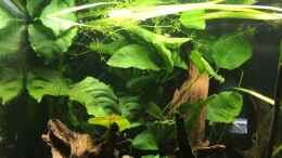 aquarium-von-harald-kaestner-kleine-geroellhalde_Anubias barteri