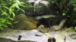 aquarium-von-woudbes-sumatra-swamp_