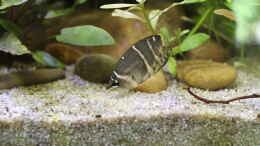 aquarium-von-woudbes-sumatra-swamp_Sphaerichthys osphromenoides