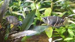 aquarium-von-woudbes-sumatra-swamp_Sphaerichthys osphromenoides - dominantes Paar