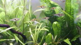 aquarium-von-woudbes-sumatra-swamp_Trigonostigma hengeli