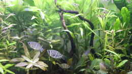 aquarium-von-woudbes-sumatra-swamp_Sphaerichthys osphromenoides