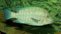 Foto mit Petrochromis sp. giant WF