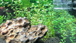 aquarium-von-sergio-bandeiras-bepflantztes-eckaquarium_Rotala rotundifolia