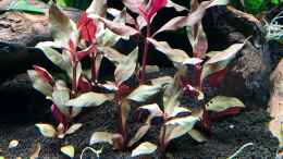 aquarium-von-sergio-bandeiras-bepflantztes-eckaquarium_Alternanthera reineckii Pink