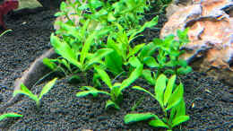 aquarium-von-sergio-bandeiras-bepflantztes-eckaquarium_Bacopa caroliniana & Hygrophilia siamensis