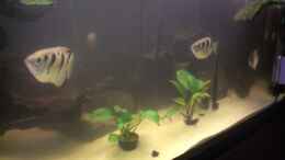 aquarium-von-rot08-becken-4124_