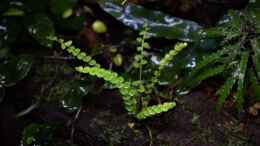 aquarium-von-junglist-ohne-seil--aber-mit-doppelten-boden_Asplenium spec. Panama