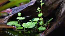 aquarium-von-junglist-ohne-seil--aber-mit-doppelten-boden_Hydrocotyle verticillata