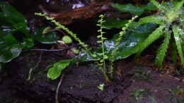 aquarium-von-junglist-ohne-seil--aber-mit-doppelten-boden_Asplenium spec. Panama