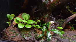 aquarium-von-junglist-ohne-seil--aber-mit-doppelten-boden_Episcia dianthiflora + Bucephalandra