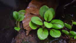 aquarium-von-junglist-ohne-seil--aber-mit-doppelten-boden_Episcia dianthiflora