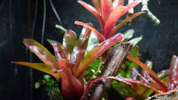 aquarium-von-junglist-ohne-seil--aber-mit-doppelten-boden_Neoregelia Fireball