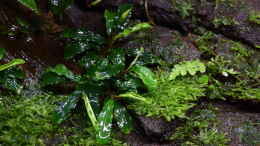 aquarium-von-junglist-ohne-seil--aber-mit-doppelten-boden_Bucephalandra spec. Wavy Green Leaf