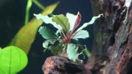 aquarium-von-ernst11-mein-kleines-juwel-nur-mehr-als-beispiel_Bucephalandra sp. red