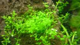 aquarium-von-jens-hug-becken-4125_Hemianthus callitrichoides cuba 