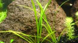 aquarium-von-jens-hug-becken-4125_Echinodorus tenellus 