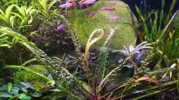 aquarium-von-a2b-aquaristik-asien_Cryptocoryne crispatula flaccidifolia und viele Bucen, recht