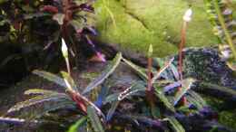 aquarium-von-a2b-aquaristik-asien_Bucephalandra 