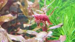 aquarium-von-valhall-gesellschaftbecken_Sakura Garnele