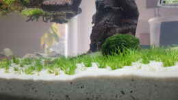 aquarium-von-dancinlutin-aquascape-projekt_Eleocharis sp mini + Moosball