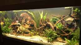 aquarium-von-mafu-amazonas-welsbecken_