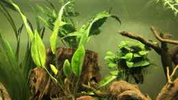 aquarium-von-mafu-amazonas-welsbecken_