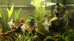 aquarium-von-mafu-amazonas-welsbecken_