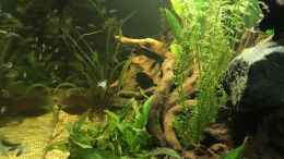 aquarium-von-mafu-amazonas-welsbecken_