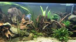 aquarium-von-mafu-amazonas-welsbecken_