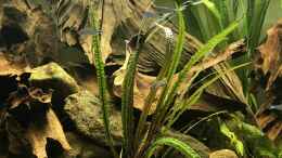 aquarium-von-mafu-amazonas-welsbecken_