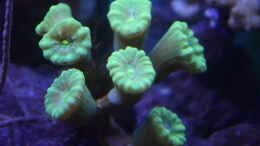 aquarium-von-junglist-der-blautopf_Caulastrea furcata Green