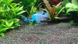 aquarium-von-dontango-becken-41596_Mikrogeophagus ramirezi blue Electric