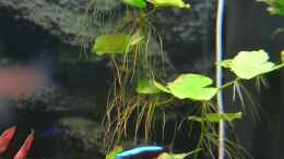 aquarium-von-dontango-becken-41596_Hydrocotyle leucocephala