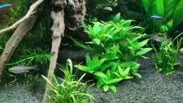 aquarium-von-dontango-becken-41596_Staurogyne repens