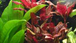 aquarium-von-dontango-becken-41596_Alternanthera reineckii Red Ruby