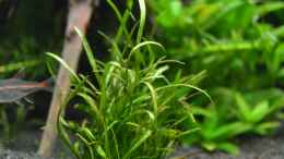 aquarium-von-dontango-becken-41596_Lilaeopsis brasiliensis