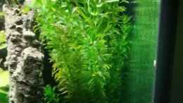 aquarium-von-dontango-becken-41596_Egeria densa